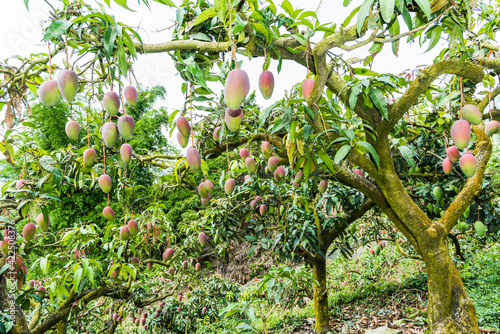 A lot of mango trees in the orchard of Tainan Taiwan. 