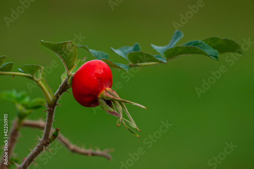 beautiful rosehip berry on the bush