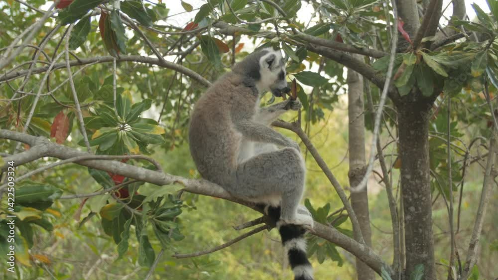 Ring-tailed lemur eats hard seed pod in tree - medium full side profile Ring-tailed lemur eats hard seed pod in tree - medium full side profile
