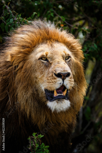 Lion  Panthera leo  male resting in the Masai Mara in Kenya