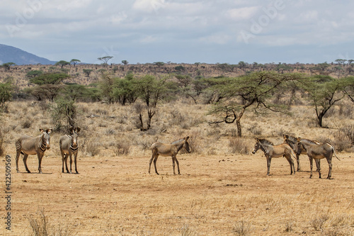 Grevy zebra  Equus grevyi  in the dry Samburu National Park in the North part of Kenya