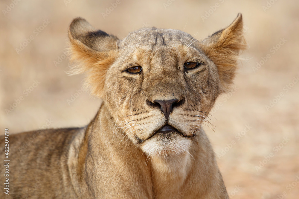 Naklejka premium Portrait of a Lion (Panthera leo) resting in Samburu National Park in the north of Kenya