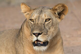Portrait of a Lion (Panthera leo) resting in Samburu National Park in the north of Kenya