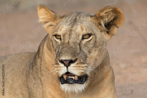 Portrait of a Lion (Panthera leo) resting in Samburu National Park in the north of Kenya