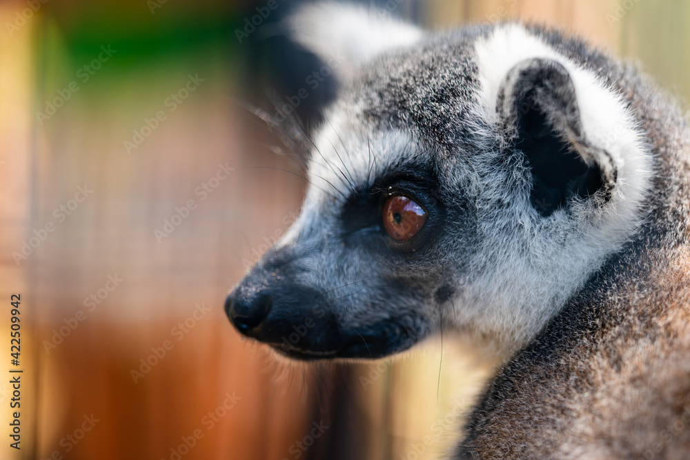 Obraz premium Lemur Close Up Portrait at Zoo