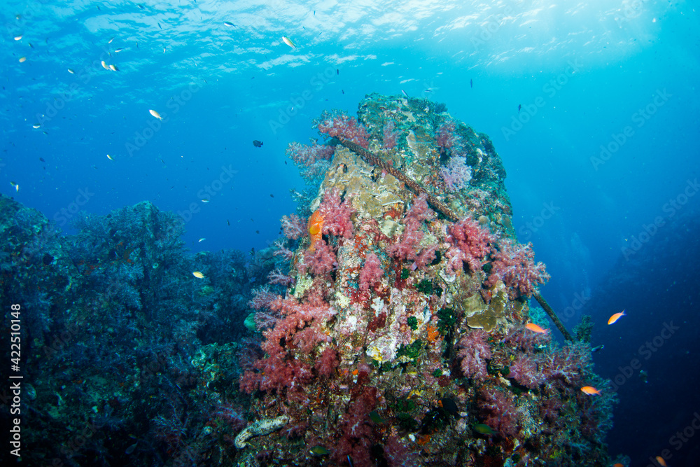 Fototapeta premium Beautiful, colorful corals on a tropical coral reef .