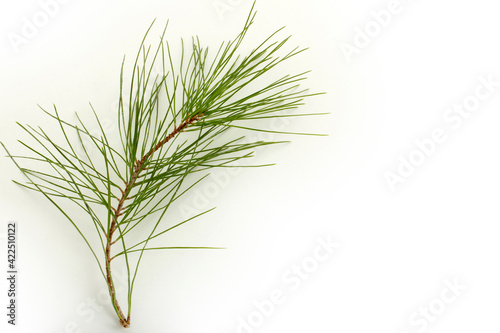 Pine tree twig on a white background