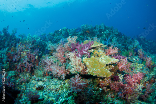 Fototapeta Naklejka Na Ścianę i Meble -  Beautiful, colorful corals on a tropical coral reef .