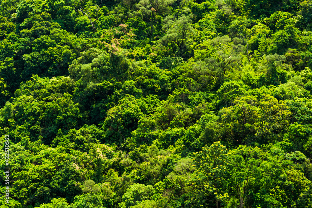 Beautiful green forest in the mountains with the blue sky background