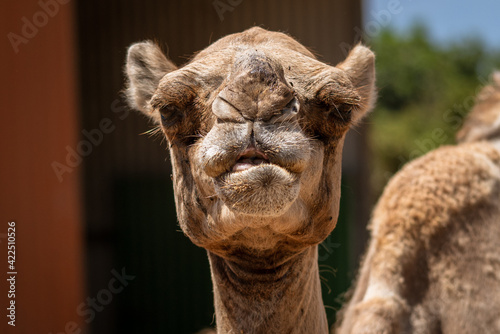 Serious Camel Portrait Close up © Fanis