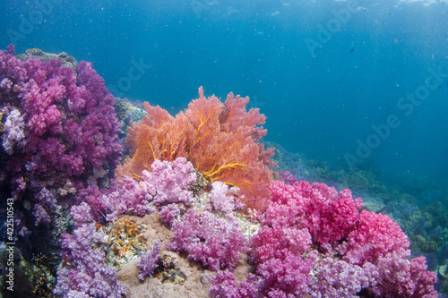 Beautiful, colorful corals on a tropical coral reef . © papzi