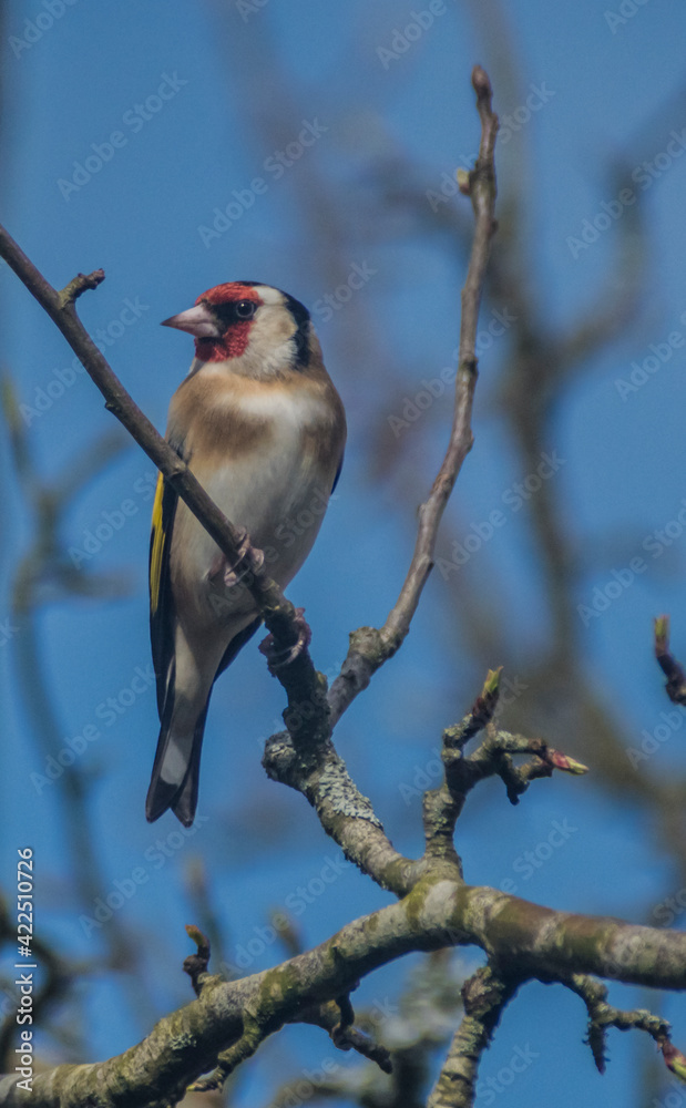 Goldfinch Goldfinch