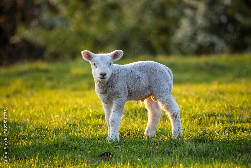 Cute newborn lamb in the meadow Cute newborn lamb in the meadow