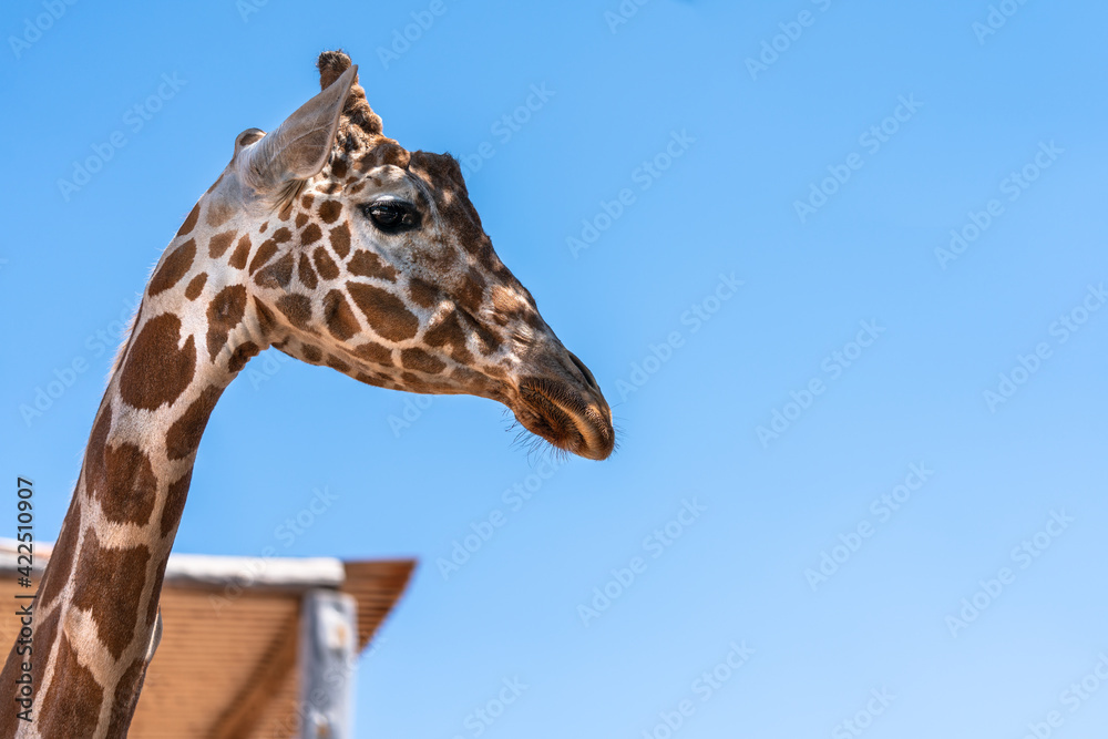 Giraffe Close up Portrait at Zoo Giraffe Close up Portrait at Zoo