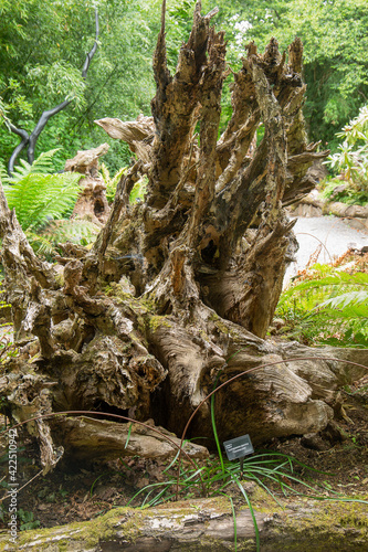 Gnarled shapes of an old tree stump on display in the stumpery section of an rhs botanical garden photo