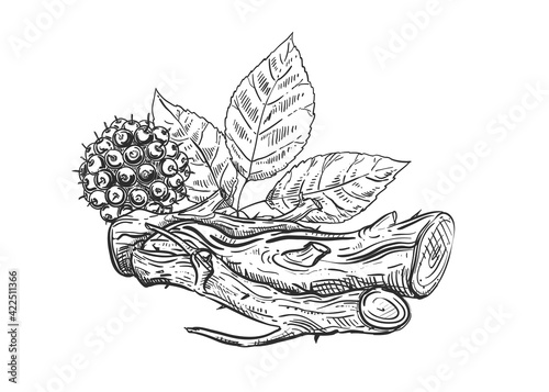 Hand drawn sketch black and white of eleutherococcus, leaf. Vector illustration. Elements in graphic style label, sticker, menu, package. Engraved style illustration.