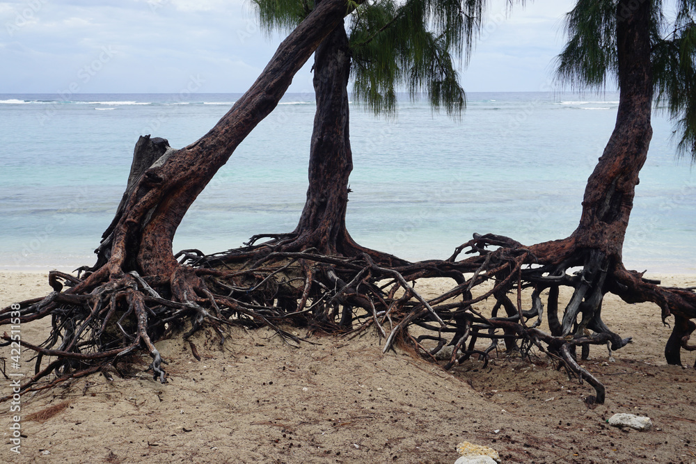 native tropical trees on the beach with gnarly roots on the island of La Réunion, France