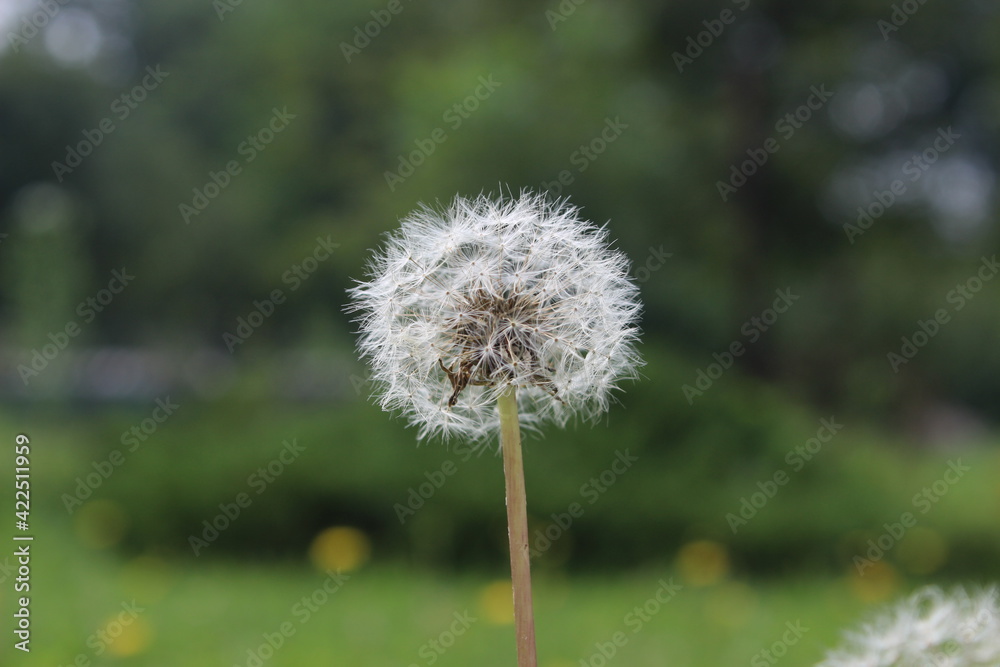dandelion close up on a green blurred background dandelion close up on a green blurred background
