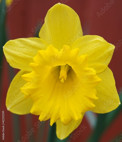 Daffodil photo