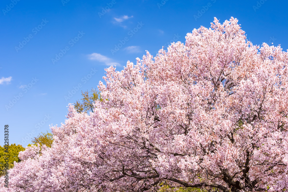 (自然ー花)青空とさくら1 (自然ー花)青空とさくら1
