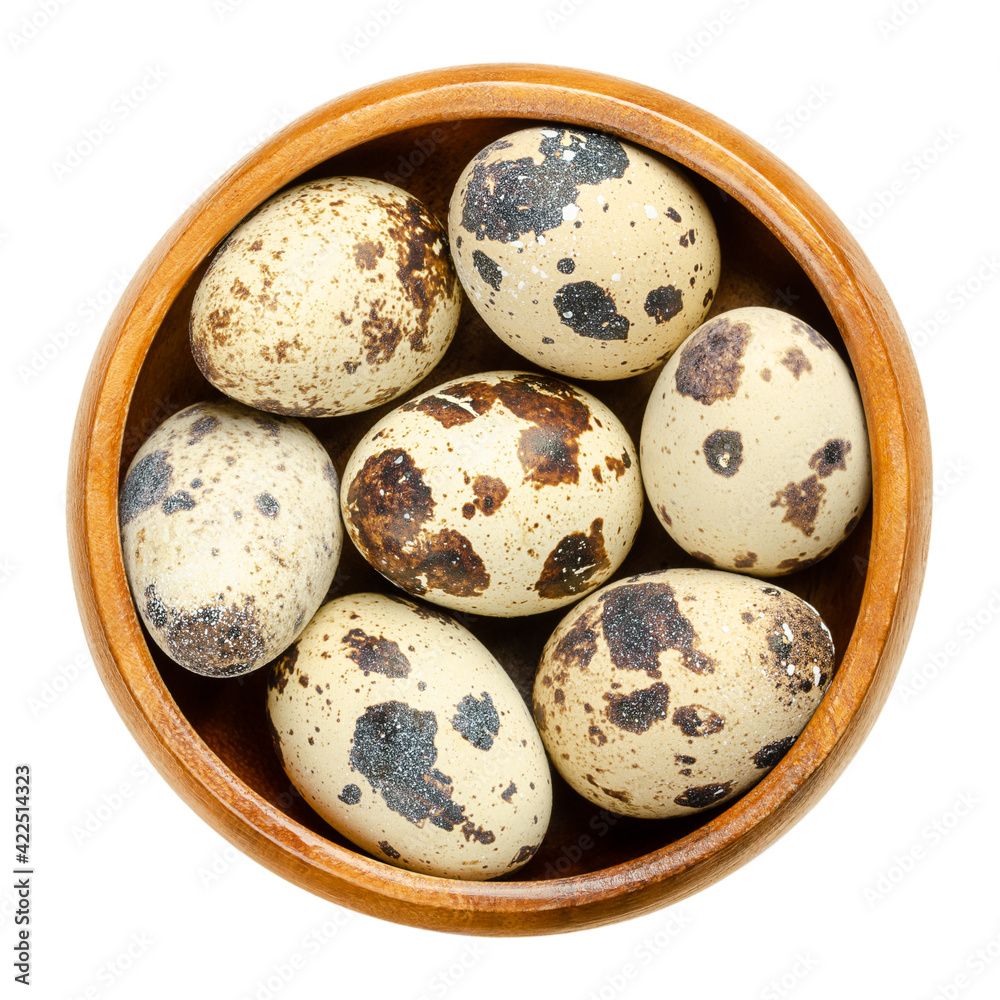 Obraz premium Group of fresh quail eggs in a wooden bowl. Speckled, whole eggs of common quail, Coturnix coturnix, a delicacy, used raw or cooked. Close-up, from above, isolated, over white, macro food photo.