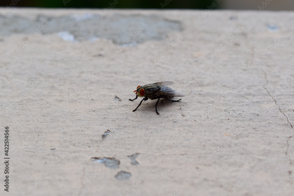 fly on the ground