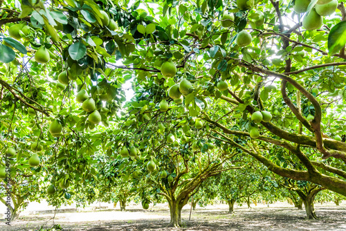 Pomelo fruit or shaddock tree in the garden of agriculture plantation, Hualien Taiwan. photo