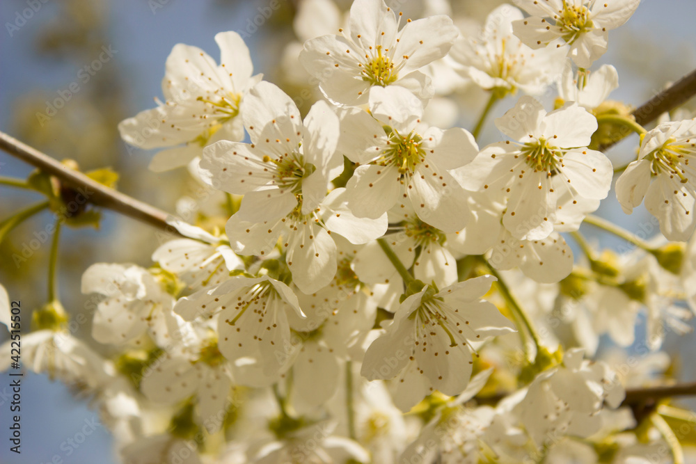 Blooming branch of sweet cherry tree. Spring cherry blossom in garden, soft focus. White fruit flowers on blurred background. Natural backgrounds.