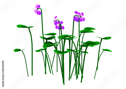 3D Rendering Viola Flowers on White