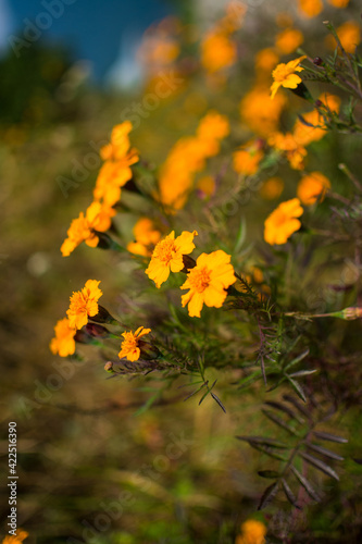 flowers in the garden