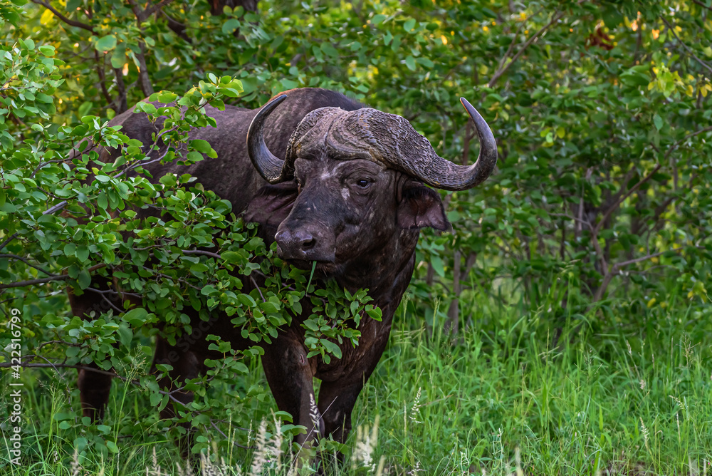 Obraz premium A single buffalo in the Kruger NP, South Africa.