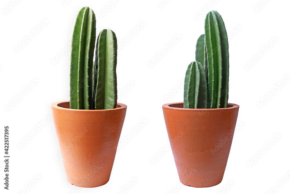 Cactus in the pot Cactus in the pot