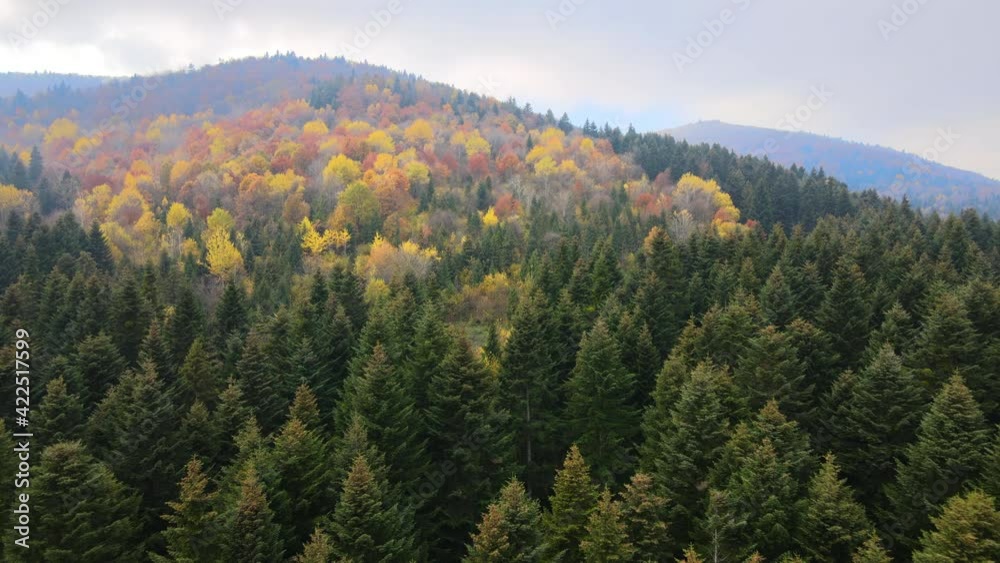 Aerial view of dense green pine forest with canopies of spruce trees and colorful lush foliage in autumn mountains. Aerial view of dense green pine forest with canopies of spruce trees and colorful lush foliage in autumn mountains.