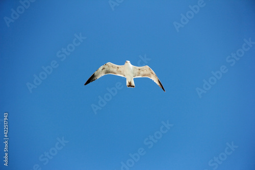a white gull flying in the blue sky
