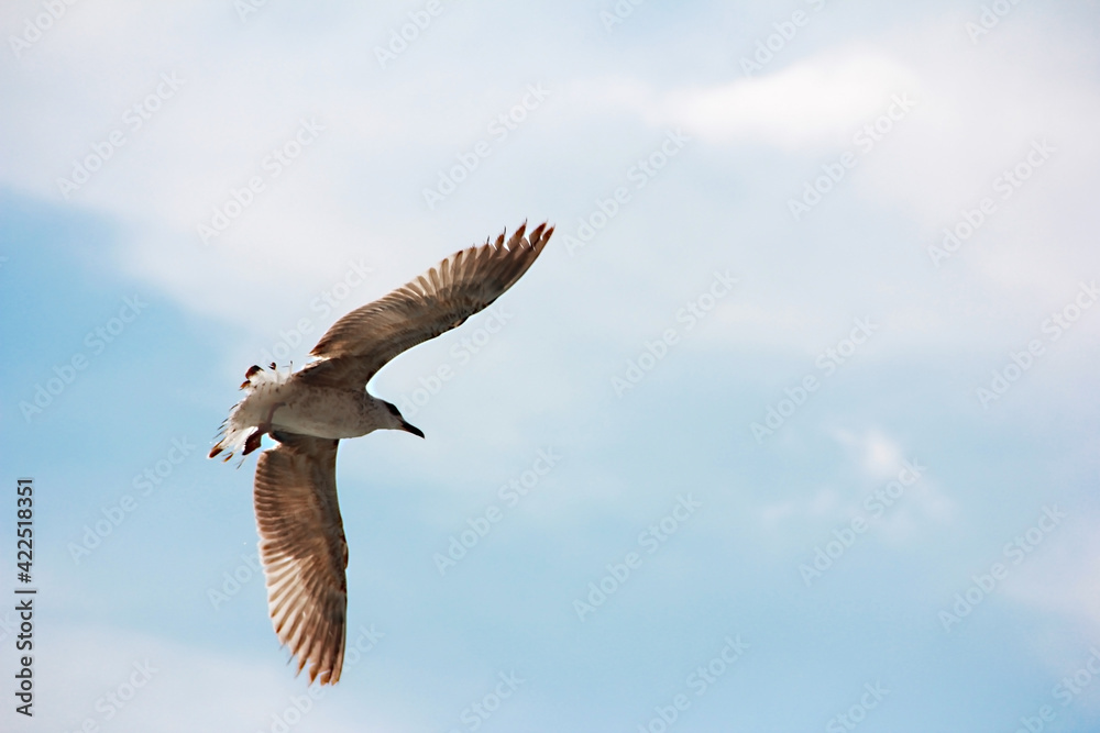 Fototapeta premium a white gull flying in the blue sky