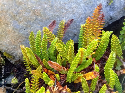 Helecho autóctono de región patagónica argentina. Blechnum penna marina photo