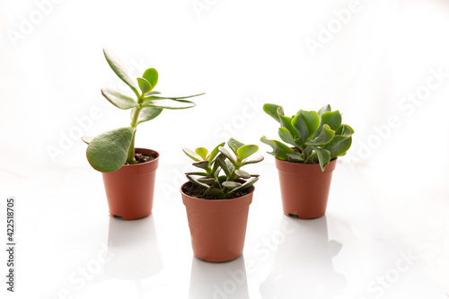 Wallpaper Mural 3 Small potted succulents isolated against a white background Torontodigital.ca