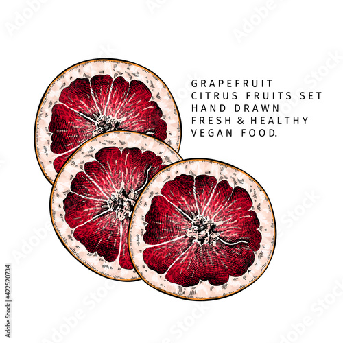 Hand drawn grapefruit fruit and leaf. Engraved vector illustration. Sweet citrus exotic plant. Summer harvest, jam or marmalade vegan ingredient. Menu, package, cosmetic, food design.