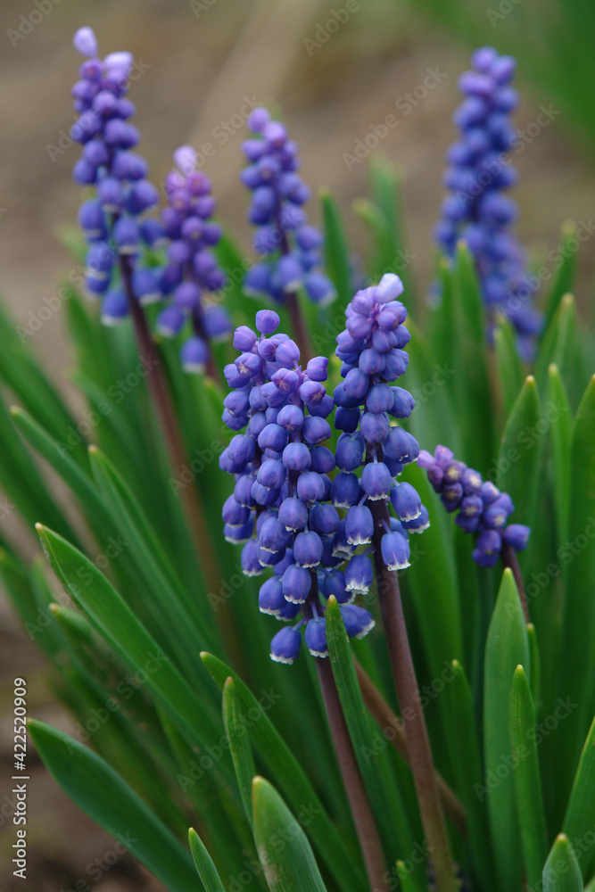 Fototapeta premium A close up of blue flowers of Armenian grape hyacinth (Muscari armeniacum) in the garden