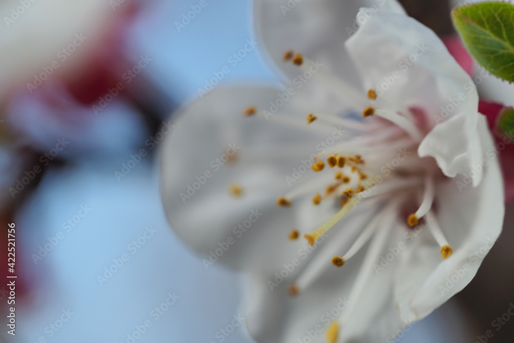 Fototapeta premium Close up macro photo of beautiful apricot tree in blossom as seen at spring