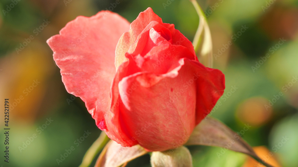 Close up macro shot of beautiful red rose petals in blossom as seen after slight rain