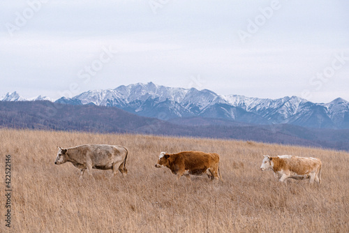 Cows in the wild. Three cows walking on dry grass field on snowy mountains background.