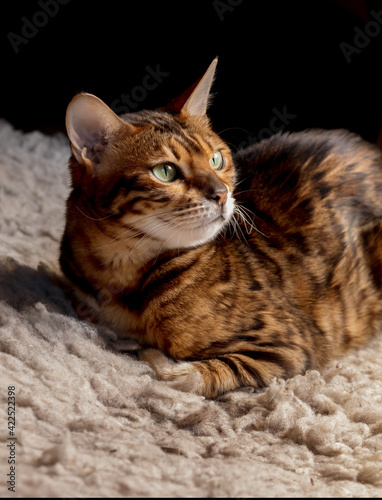 Cute small tabby Bengal kitten sits on the couch, copy paste concept, soft focus