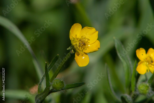 Close up of Ranunculus arvensis,as known as the corn buttercup, with Bright yellow flowering , is a plant species of the genus Ranunculus native to Europe