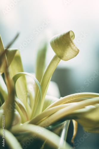 Vintage with white tulips die vase on white background for concept design. Spring tulips, bouquet. Beautiful spring nature background. Nature love concept. Summer nature view. Holiday concept.