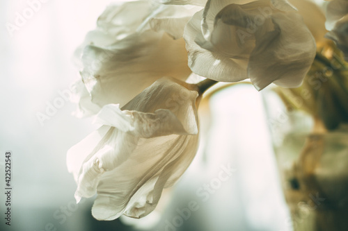 Vintage with white tulips die vase on white background for concept design. Spring tulips, bouquet. Beautiful spring nature background. Nature love concept. Summer nature view. Holiday concept.