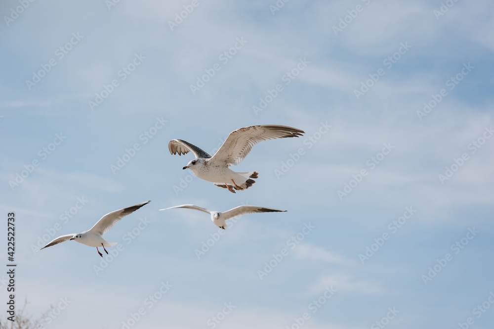 Many beautiful white and gray sea gulls fly against the blue sky, soaring above the clouds on a sunny day. Photography of birds. Many beautiful white and gray sea gulls fly against the blue sky, soaring above the clouds on a sunny day. Photography of birds.