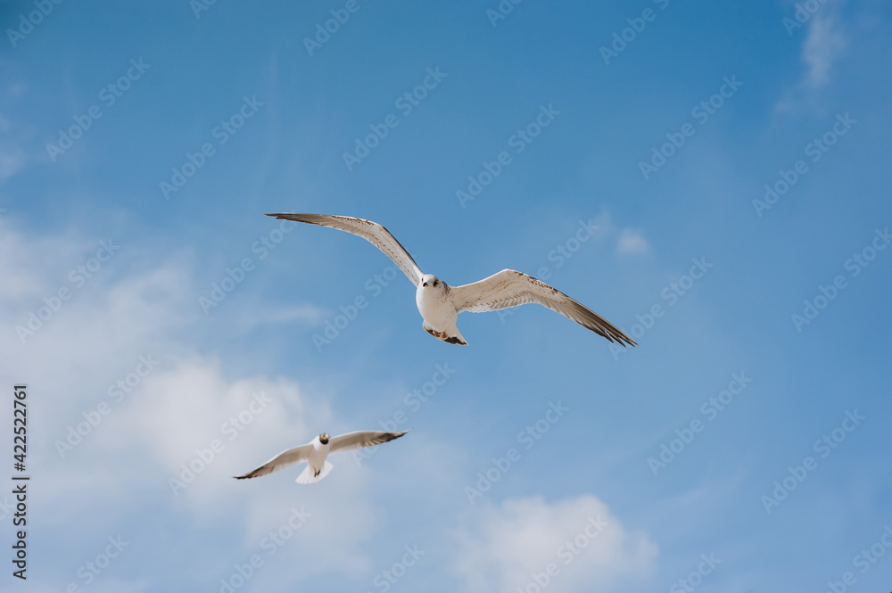Fototapeta premium Many large, beautiful white sea gulls fly against the blue sky, soaring above the clouds and the ocean with their long wings spread. Spring photography of birds.