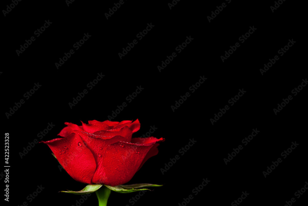 Red rose flower isolated on a black background. Text space. Red rose flower isolated on a black background. Text space.