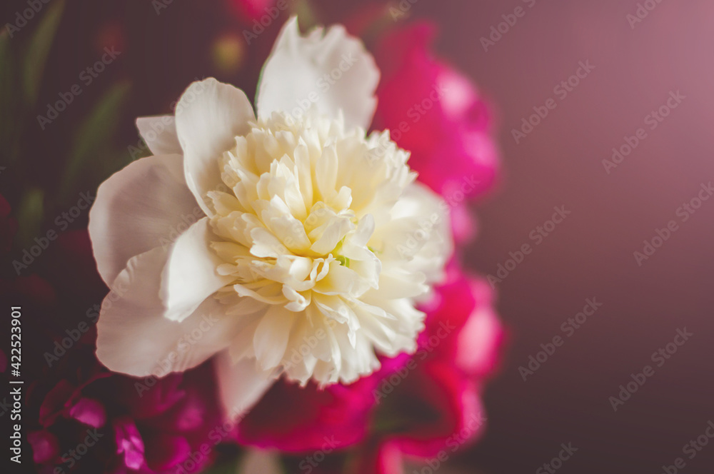 A colorful bouquet of peony flowers in a glass vase close up view.
